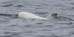 White Risso's Dolphin Casper photo by daniel bianchetta