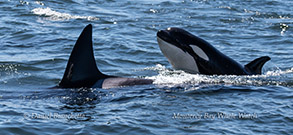 Baby Killer Whale photo by Daniel Bianchetta