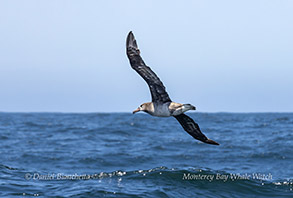Black-footed Albatross photo by daniel bianchetta