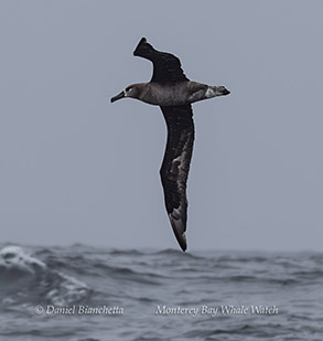 Black-footed Albatross photo by Daniel Bianchetta
