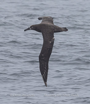 Albatross photo by Daniel Bianchetta