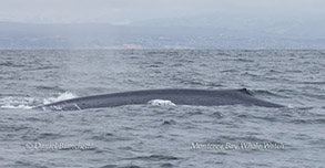 Blue Whale photo by Daniel Bianchetta