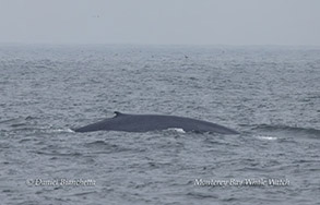 Blue Whale photo by Daniel Bianchetta