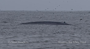 Blue Whale photo by Daniel Bianchetta