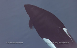 Bow-riding Dall's Porpoise photo by Daniel Bianchetta
