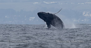 Breaching Humpback Whale photo by daniel bianchetta