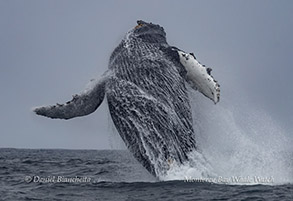 Breaching Humpback Whale photo by daniel bianchetta