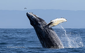 Breaching Humpback Whale photo by Daniel Bianchetta