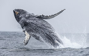 Breaching Humpback Whale photo by Daniel Bianchetta