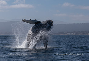 Breaching Humpback Whale photo by Daniel Bianchetta