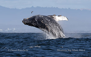 Breaching Humpback Whale photo by Daniel Bianchetta