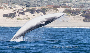 Breaching Minke Whale photo by Daniel Bianchetta