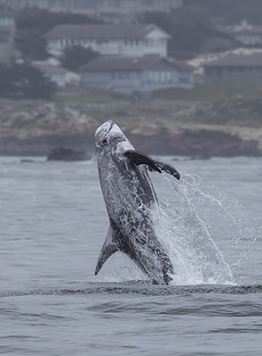 Breaching Risso's Dolphin photo by daniel bianchetta