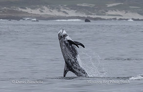 Breaching Risso's Dolphin photo by Daniel Bianchetta
