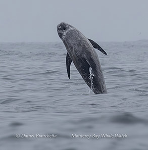 Breaching Risso's Dolphin photo by Daniel Bianchetta