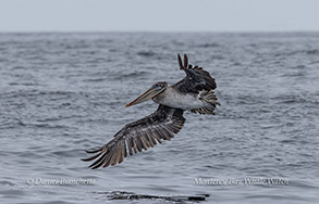 Brown Pelican photo by Daniel Bianchetta