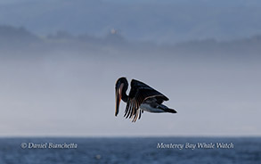 Brown Pelican photo by Daniel Bianchetta