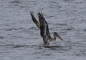 Brown Pelican taking off photo by Daniel Bianchetta