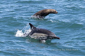 Long-beaked Common Dolphin and California Sea Lion photo by daniel bianchetta