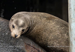 California Sea Lion photo by daniel bianchetta