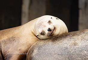 California Sea Lion photo by daniel bianchetta