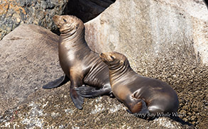 California Sea Lions photo by Daniel Bianchetta