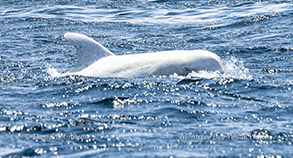 Casper the white Risso's Dolphin photo by Daniel Bianchetta