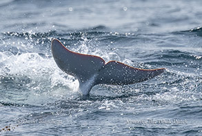Tail of white Risso's Dolphin photo by Daniel Bianchetta