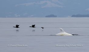 Casper the white Risso's Dolphin with Brandt's Cormorants and Pigeon Guillemot photo by Daniel Bianchetta