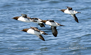 Common Murres photo by daniel bianchetta