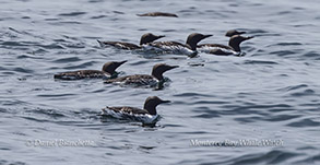 Common Murres photo by daniel bianchetta