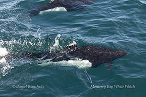 Dall's Porpoise photo by Daniel Bianchetta