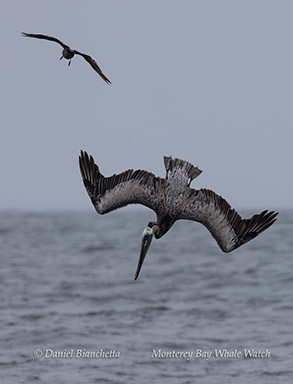 Diving Pelican photo by Daniel Bianchetta