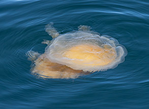 Egg Yolk Jelly photo by Daniel Bianchetta