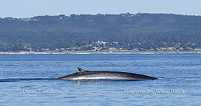 Fin Whale photo by Daniel Bianchetta