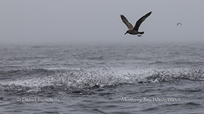 Fish Flash at surface as they try to escape the hungry Humpback Whales below photo by Daniel Bianchetta