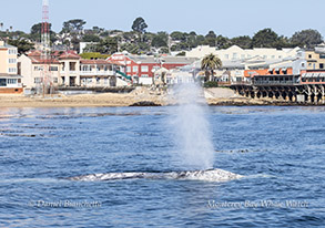 Gray Whale near Cannery Row photo by daniel bianchetta