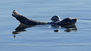 Harbor Seal photo by Daniel Bianchetta