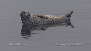 Harbor Seal photo by Daniel Bianchetta