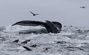 Humpback Whale and Sea Lions photo by daniel bianchetta