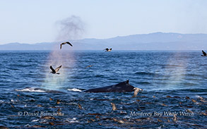 Humpback Whale and Sea Lions photo by Daniel Bianchetta