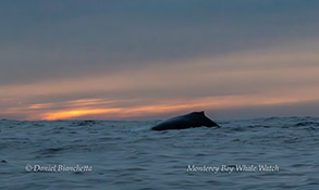Humpback Whale at sunset photo by Daniel Bianchetta