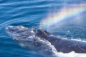 Humpback Whale close-up with rainblow photo by Daniel Bianchetta