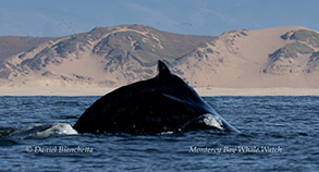 Humpback Whale photo by Daniel Bianchetta