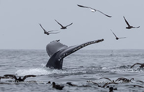Humpback Whale diving photo by Daniel Bianchetta