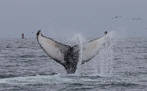 Humpback Whale fluke slapping photo by Daniel Bianchetta