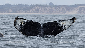 Humpback Whale Flukes - ID photo photo by Daniel Bianchetta