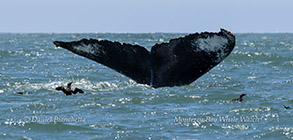 Humpback Whale Frosty photo by daniel bianchetta
