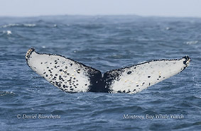 Humpback Whale 'Graybo' ID photo photo by Daniel Bianchetta