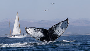 Humpback Whale ID shot photo by Daniel Bianchetta